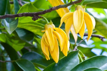 Ylang Ylang